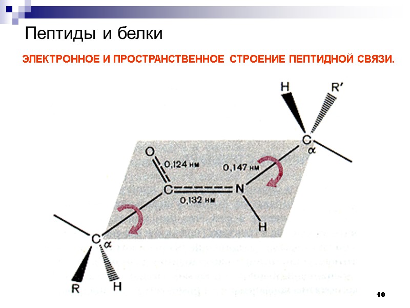 10 Пептиды и белки    ЭЛЕКТРОННОЕ И ПРОСТРАНСТВЕННОЕ СТРОЕНИЕ ПЕПТИДНОЙ СВЯЗИ.